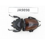 Neolucanus sp. China, Guizhou, Qiandongnan, Mt.Leigongshan. 1F. JA9898.