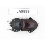 Neolucanus sp. China, Guizhou, Qiandongnan, Mt.Leigongshan. 1F. JA9899.
