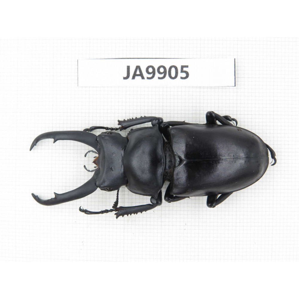 Dorcus sp. Myanmar, Kechin, Nanse. 1M. JA9905.