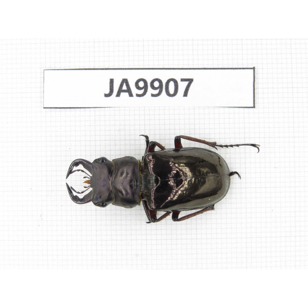 Eolucanus sp. Myanmar, Kechin, Nanse. 1M. JA9907.