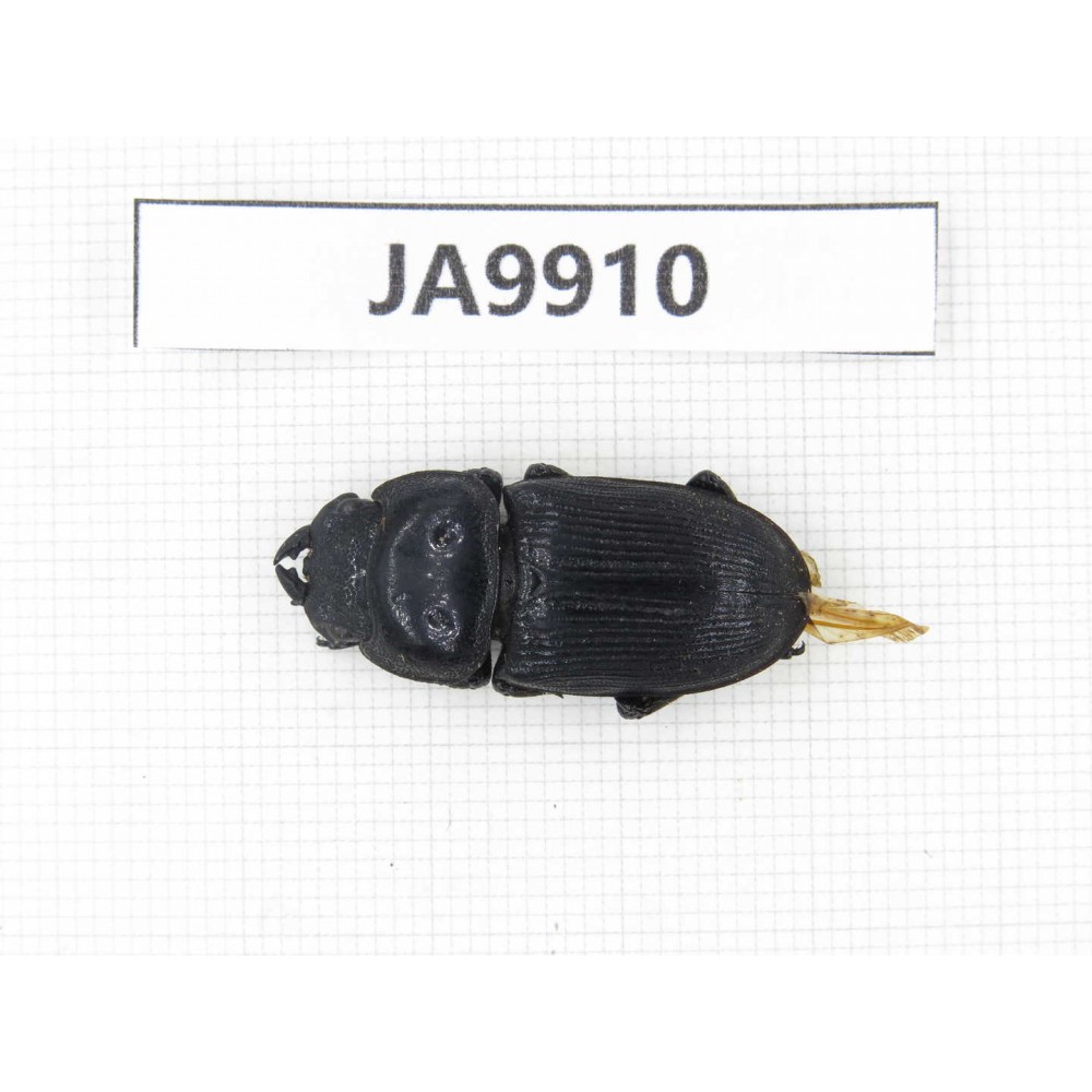 Dorcus sp. Myanmar, Kechin, Nanse. 1F. JA9910.