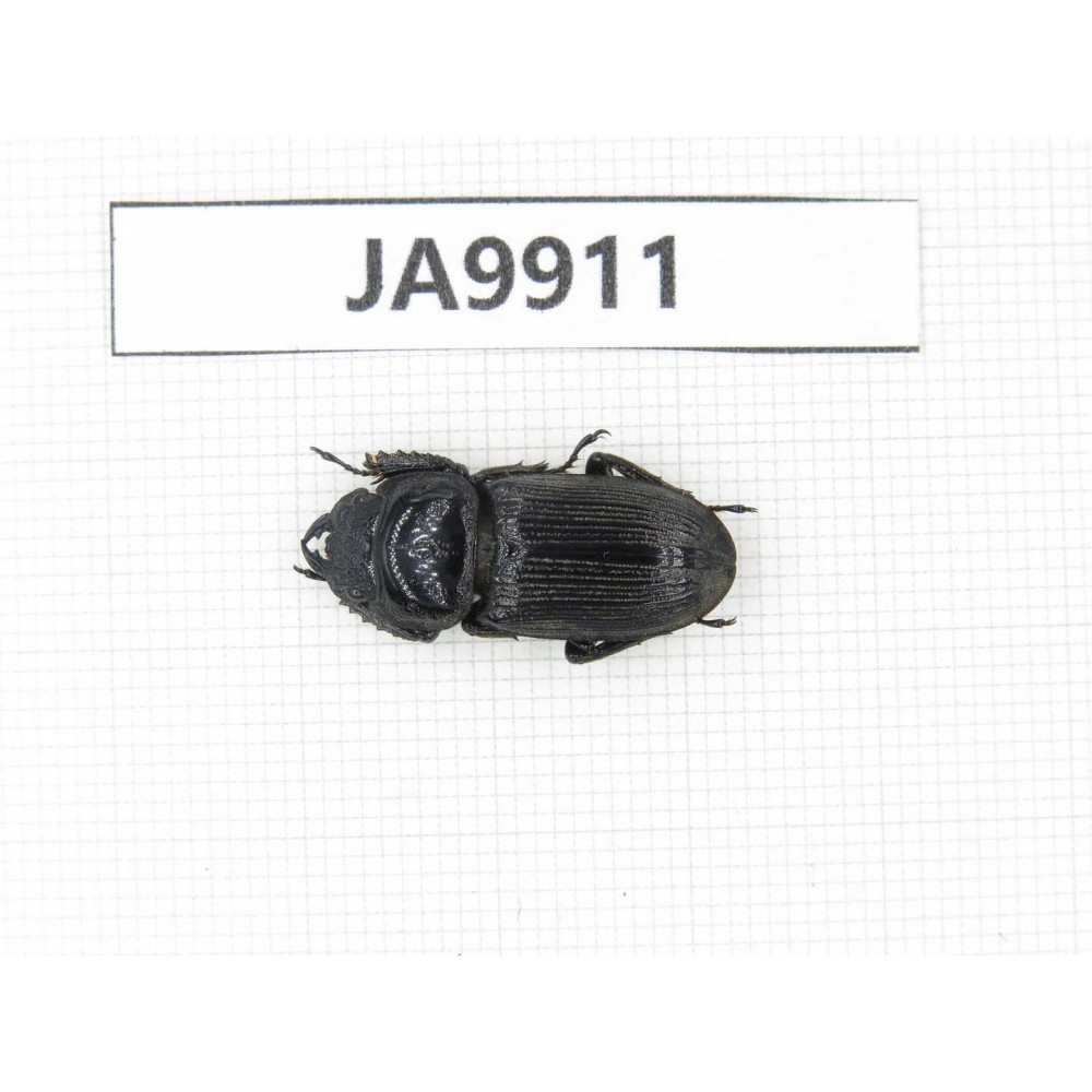 Dorcus sp. Myanmar, Kechin, Nanse. 1F. JA9911.