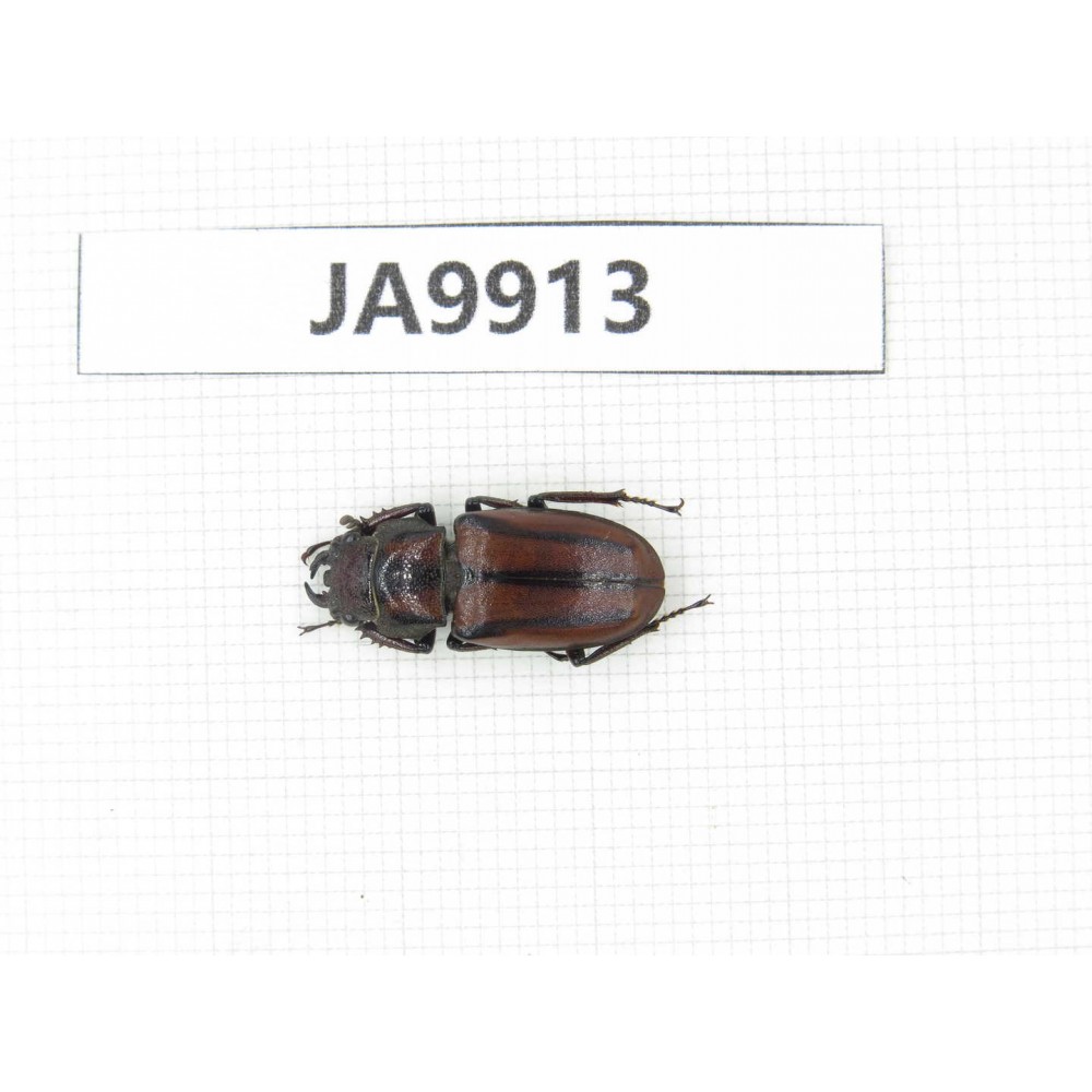 Prosopocoilus sp. Myanmar, Kechin, Nanse. 1F. JA9913.