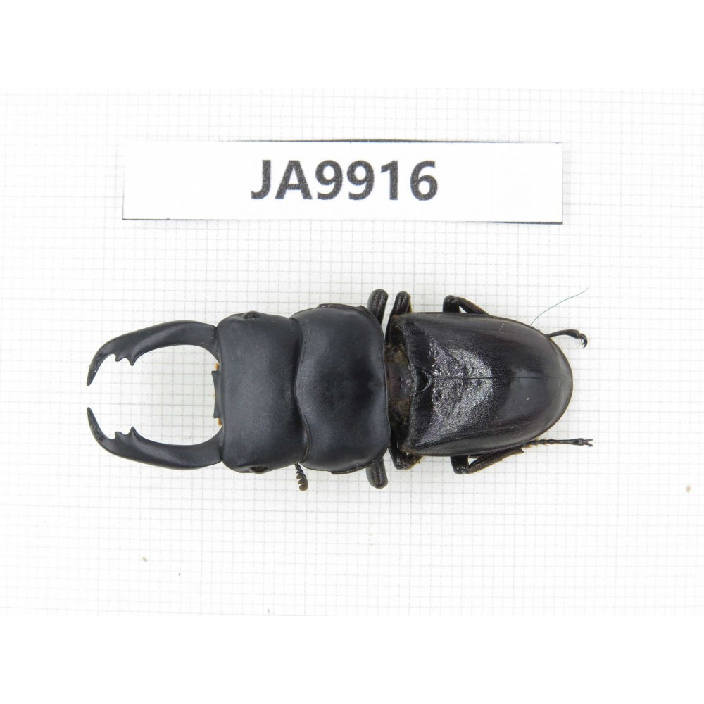 Dorcus sp. Myanmar, Kechin, Nanse. 1M. JA9916.