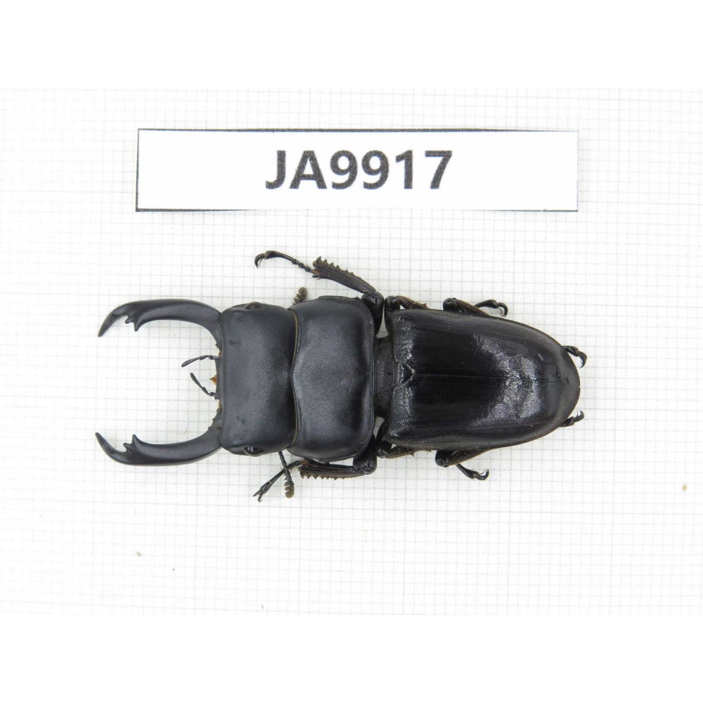 Dorcus sp. Myanmar, Kechin, Nanse. 1M. JA9917.
