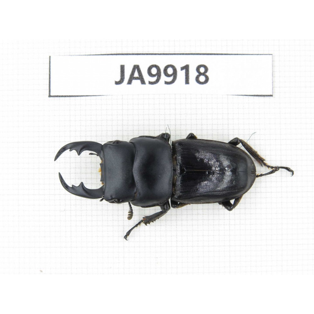Dorcus sp. Myanmar, Kechin, Nanse. 1M. JA9918.