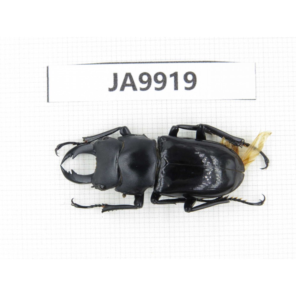 Dorcus sp. Myanmar, Kechin, Nanse. 1M. JA9919.
