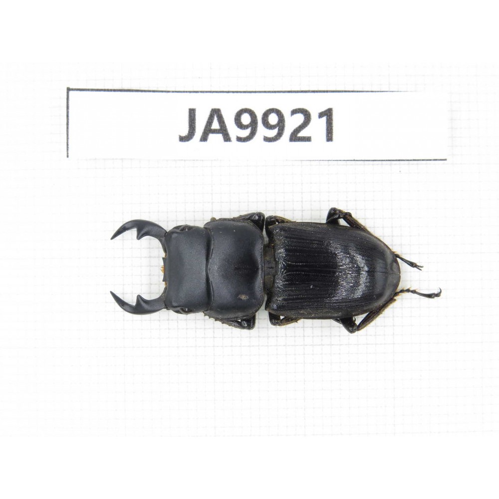 Dorcus sp. Myanmar, Kechin, Nanse. 1M. JA9921.