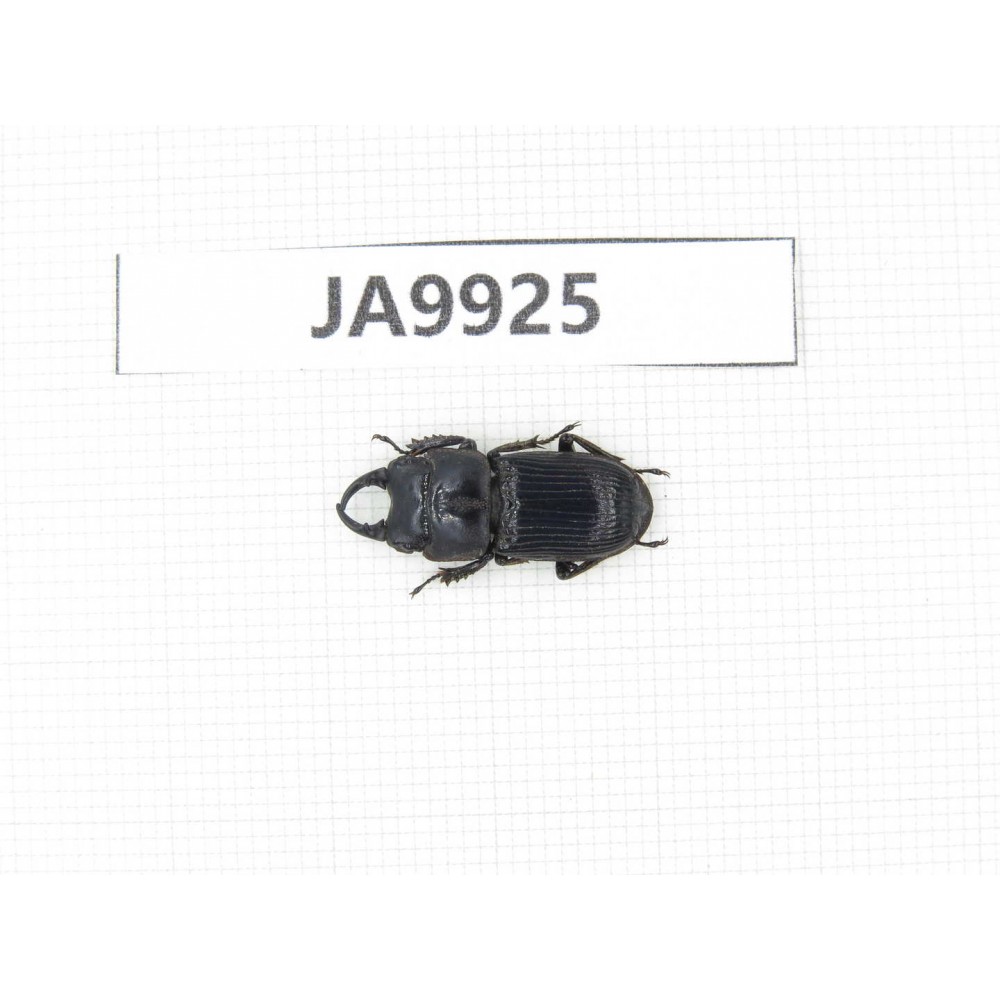 Dorcus sp. Myanmar, Kechin, Nanse. 1M. JA9925.