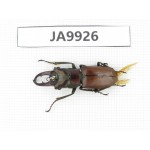 Cyclommathus sp. China, Myanmar, Kechin, Nanse. 1M. JA9926.