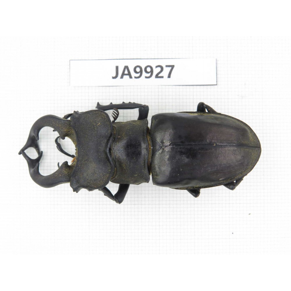Lucanus nangsara. Myanmar, Kechin, Nanse. 1M. JA9927.