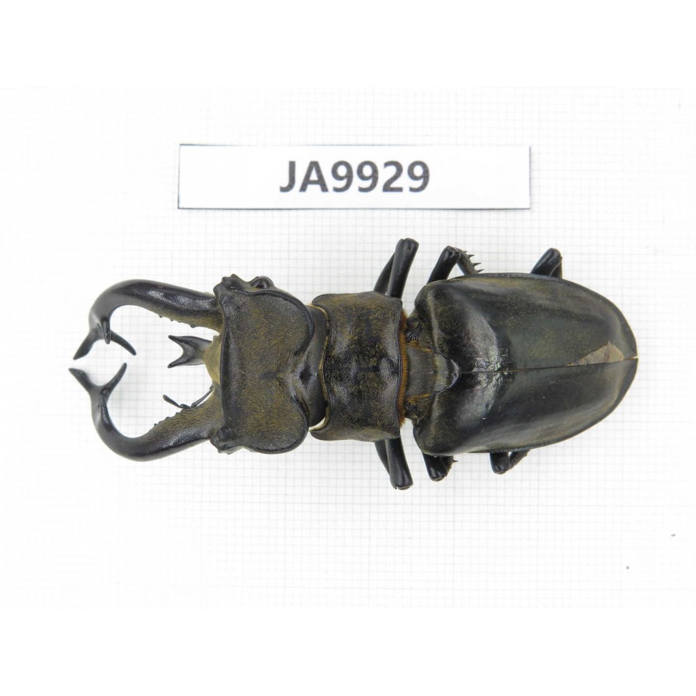 Lucanus tibeatnus ssp. Myanmar, Kechin, Nanse. 1M. JA9929.