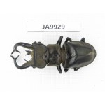 Lucanus tibeatnus ssp. Myanmar, Kechin, Nanse. 1M. JA9929.