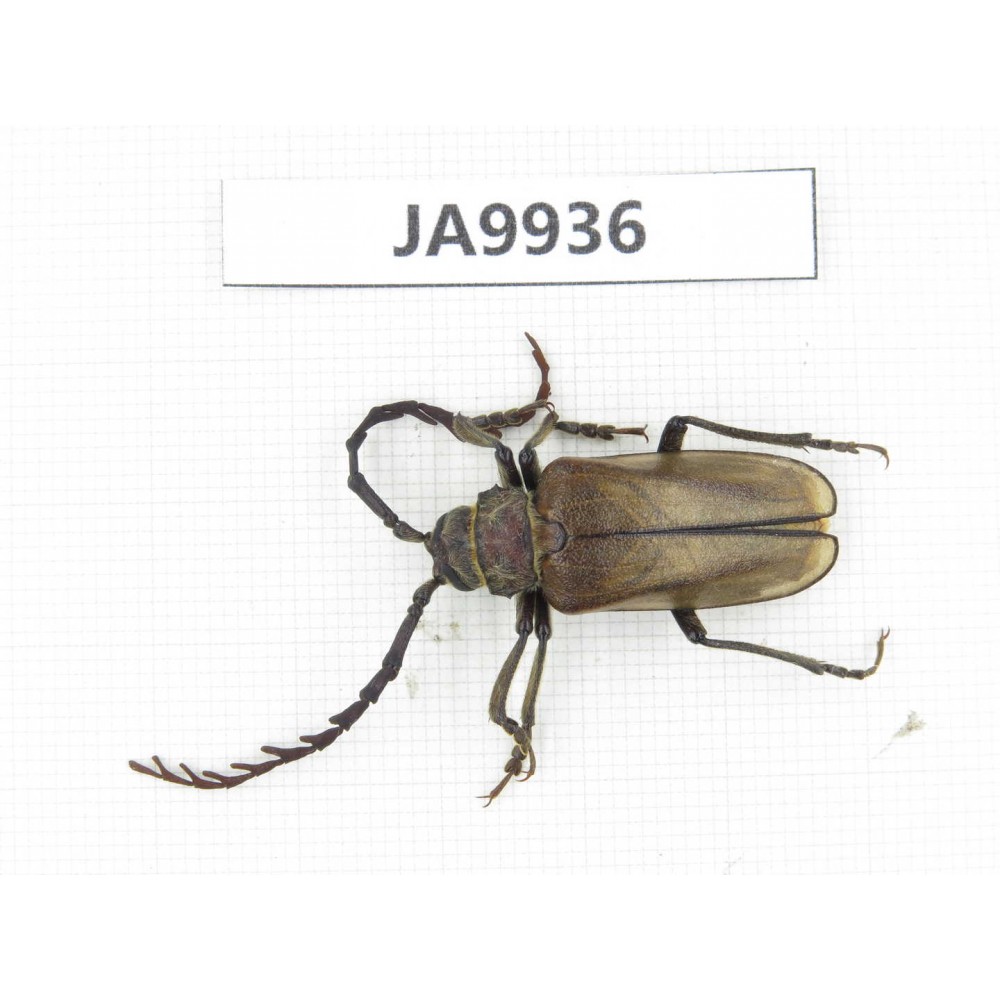 Cerambycidae sp. China, Yunnan, Xiangerila, Weixi county. 1Pcs. JA9936.