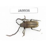 Cerambycidae sp. China, Yunnan, Xiangerila, Weixi county. 1Pcs. JA9936.