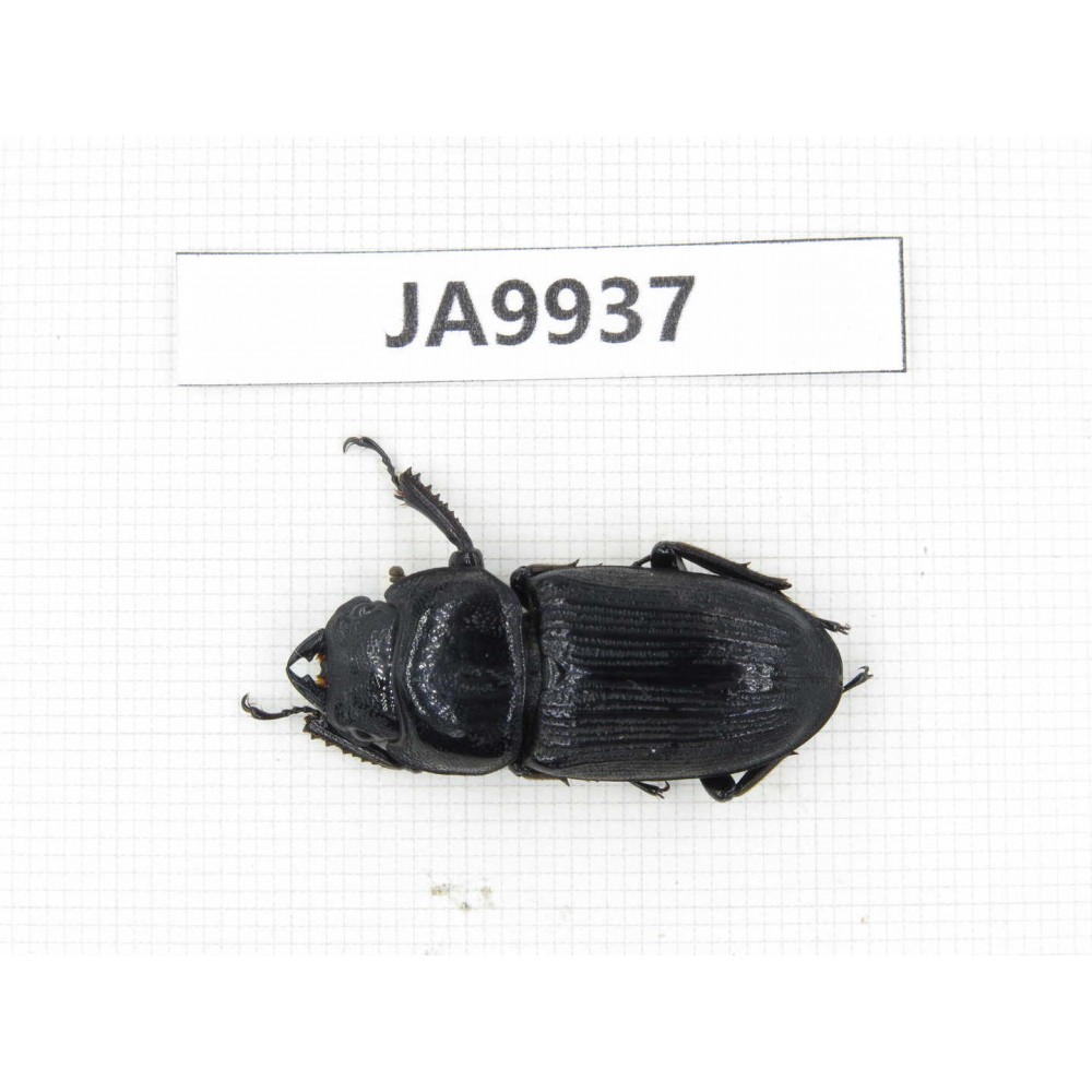 Dorcus sp. China, Tibet, Xigaze, Dingjie county, Chentang valley. 1F. JA9937.