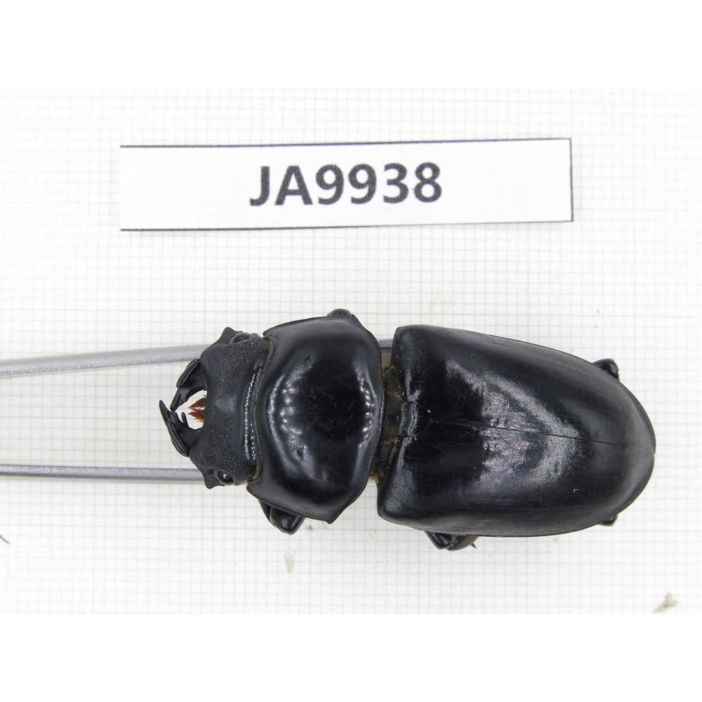Dorcus sp. China, Tibet, Xigaze, Dingjie county, Chentang valley. 1F. JA9938.