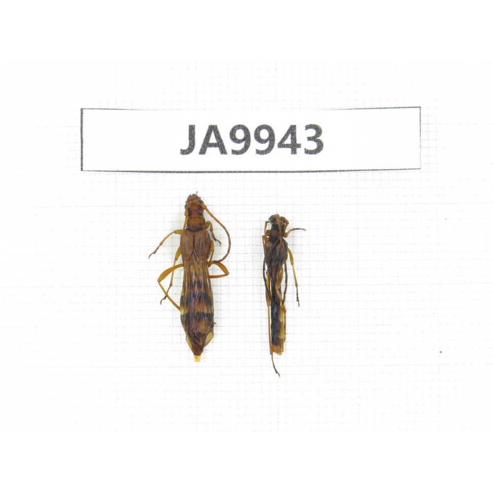Cerambycidae sp. China, Yunnan, N of Nujiang valley, Mt.Biluoxueshan. 2Pcs. JA9943.