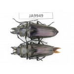 Autocrates oberthueri. China, Yunnan, Xiangerila, Weixi county. 1P. JA9949.