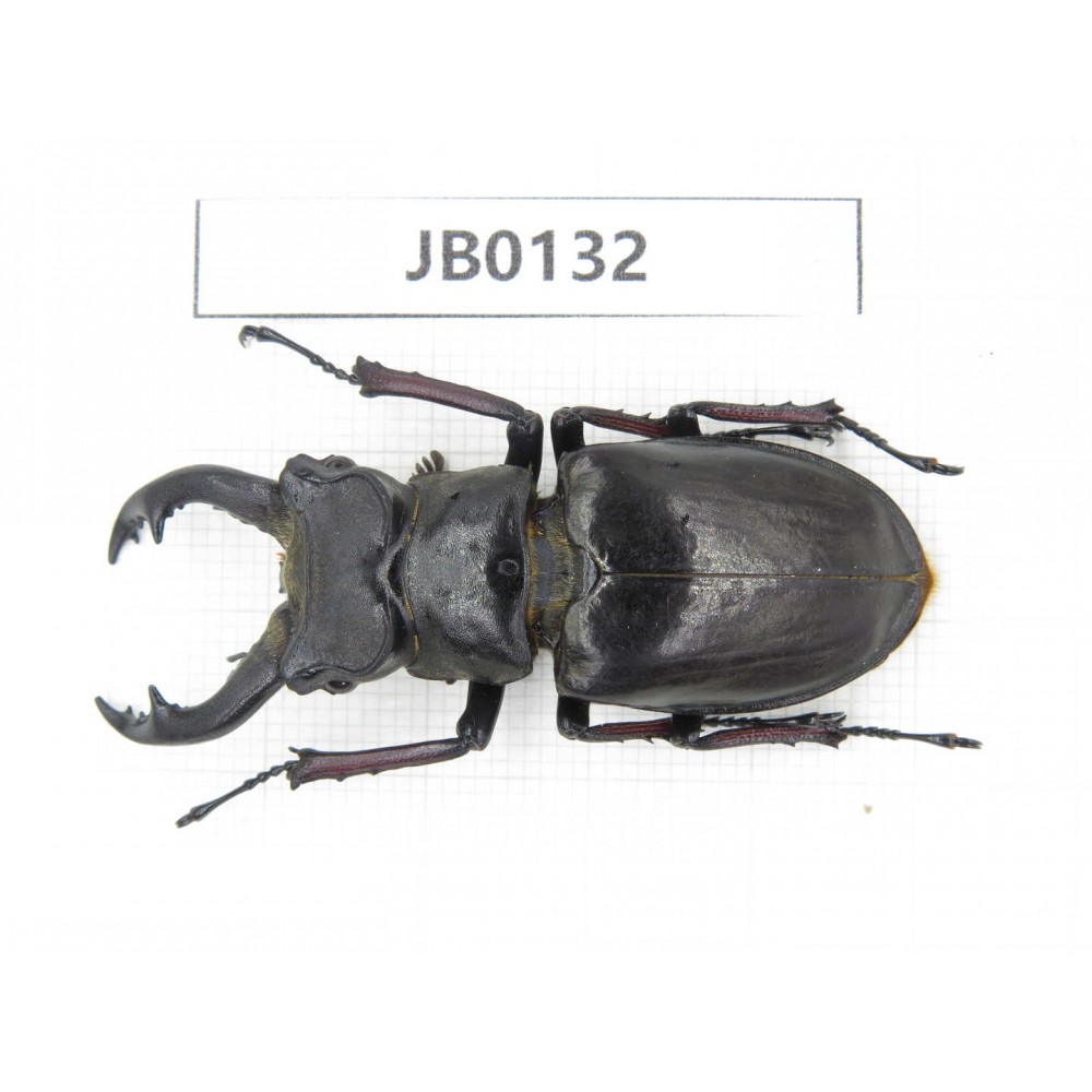 Lucanus langi. China, Tibet, Linzhi, Motuo county. 1M. JB0132.