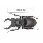 Lucanus langi. China, Tibet, Linzhi, Motuo county. 1M. JB0132.