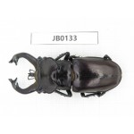 Lucanus fryi. China, Tibet, Linzhi, Motuo county. 1M. JB0133.