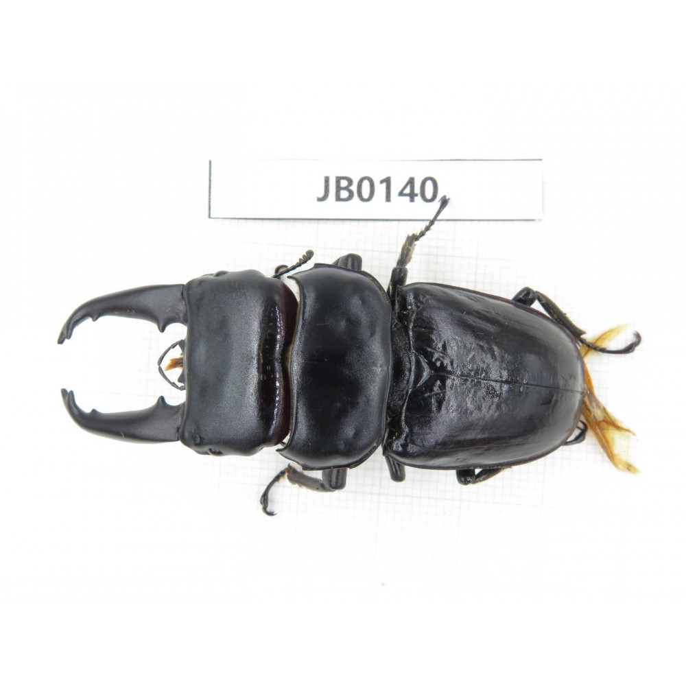 Dorcus sp. China, Tibet, Xigaze, Dingjie county, Chentang valley. 1M. JB0140.