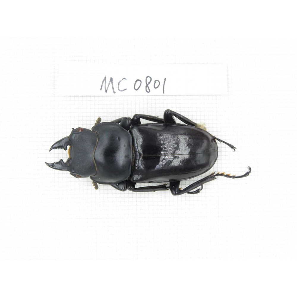 Dorcus sp. China, Tibet, Linzhi, Motuo county. 1M. MC0801.
