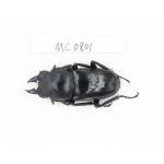 Dorcus sp. China, Tibet, Linzhi, Motuo county. 1M. MC0801.