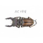 Lucanus sp. China, Yunnan, Xiangerila, Wei county. 1M. MC0808.