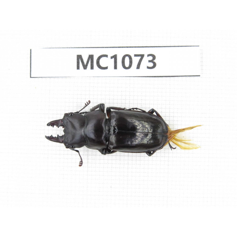 Prismognathus sp. China, Tibet, Linzhi, Bomi county. 1M. MC1073.