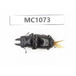 Prismognathus sp. China, Tibet, Linzhi, Bomi county. 1M. MC1073.