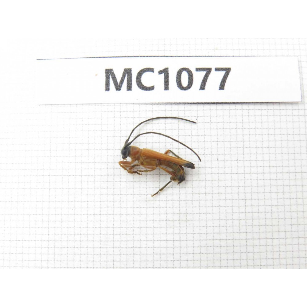 Cerambycidae sp. China, Tibet, Linzhi, Bomi county. 1Pcs. MC1077.