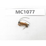 Cerambycidae sp. China, Tibet, Linzhi, Bomi county. 1Pcs. MC1077.
