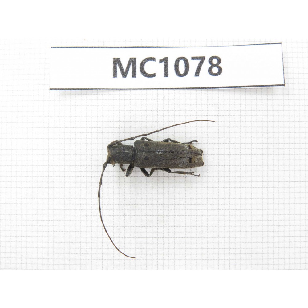 Cerambycidae sp. China, Tibet, Linzhi, Bomi county. 1Pcs. MC1078.