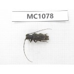Cerambycidae sp. China, Tibet, Linzhi, Bomi county. 1Pcs. MC1078.