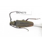 Cerambycidae sp. China, Tibet, Linzhi, Bomi county. 1Pcs. MC1079.