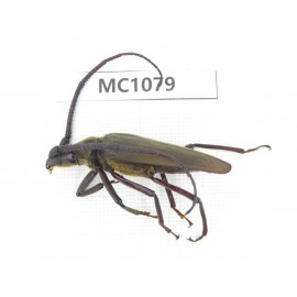 Cerambycidae sp. China, Tibet, Linzhi, Bomi county. 1Pcs. MC1079.