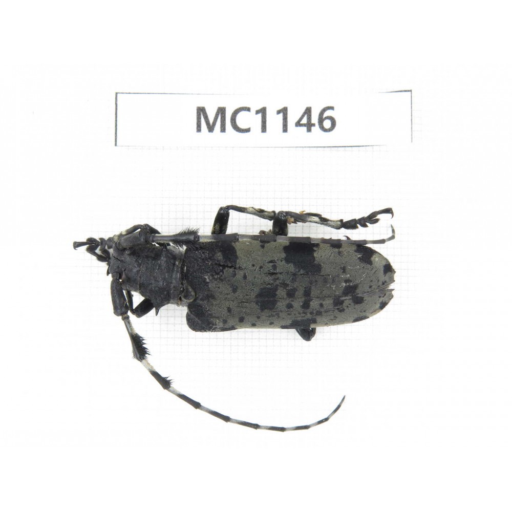 Cerambycidae sp. China, Gansu, Longnan, Wenxian county. 1Pcs. MC1146.