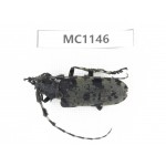 Cerambycidae sp. China, Gansu, Longnan, Wenxian county. 1Pcs. MC1146.