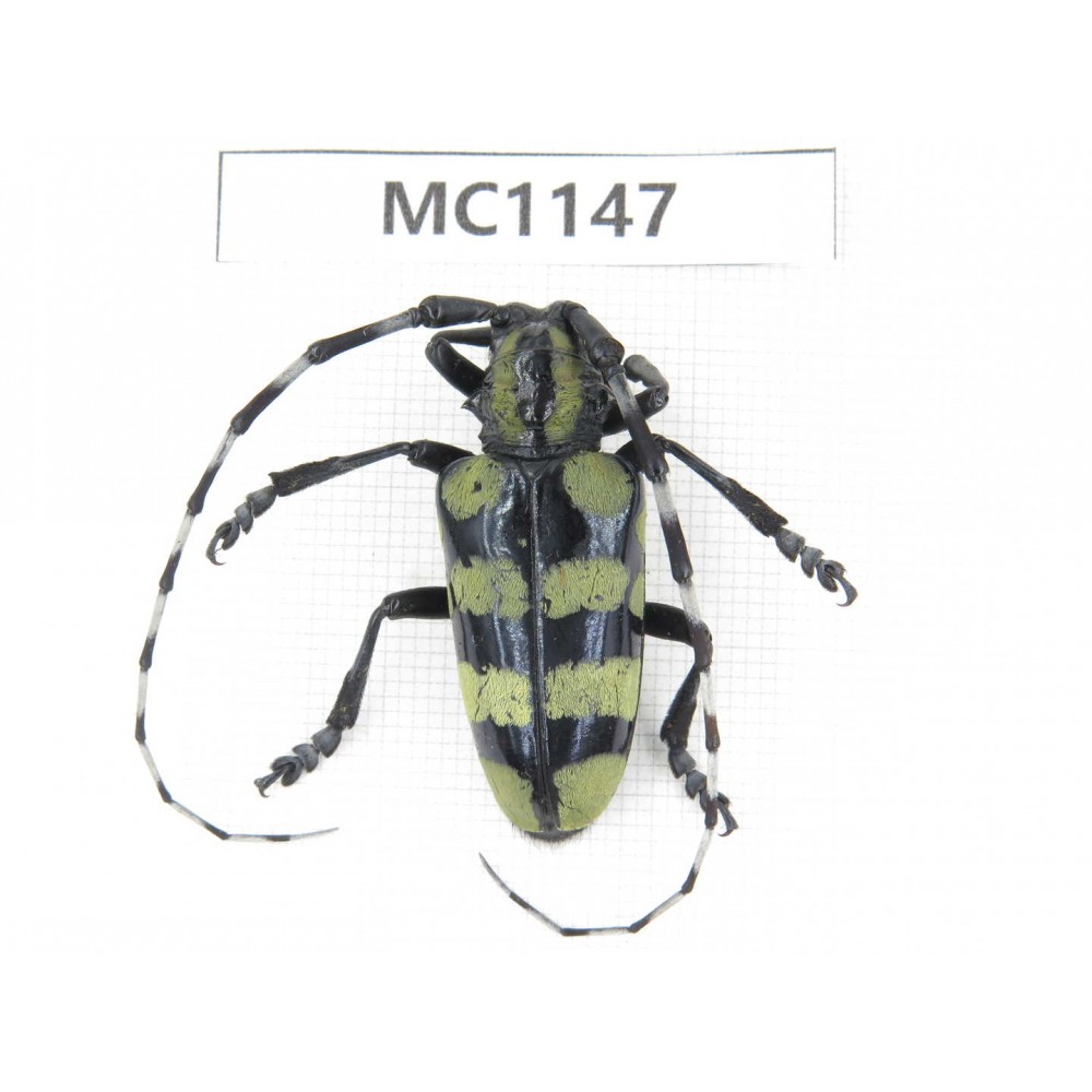 Cerambycidae sp. China, Gansu, Longnan, Wenxian county. 1Pcs. MC1147.