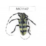 Cerambycidae sp. China, Gansu, Longnan, Wenxian county. 1Pcs. MC1147.