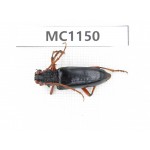 Cerambycidae sp. China, Gansu, Longnan, Wenxian county. 1Pcs. MC1150.