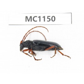 Cerambycidae sp. China, Gansu, Longnan, Wenxian county. 1Pcs. MC1150.