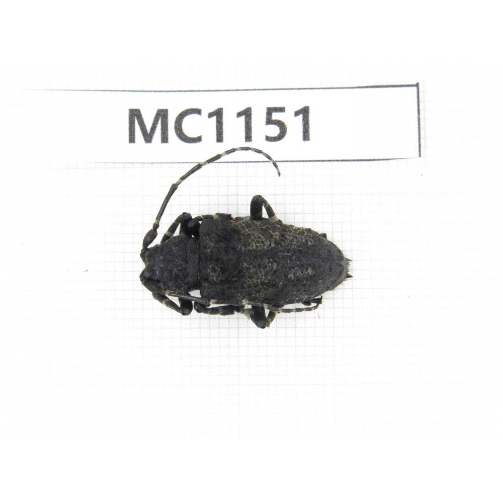 Cerambycidae sp. China, Gansu, Longnan, Wenxian county. 1Pcs. MC1151.