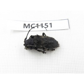 Cerambycidae sp. China, Gansu, Longnan, Wenxian county. 1Pcs. MC1151.
