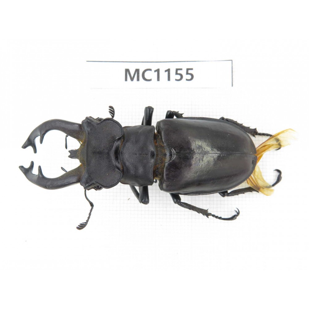 Lucanus fryi. China, Tibet, Linzhi, Motuo county. 1M. MC1155.