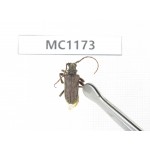 Cerambycidae sp. China, Tibet, Linzhi, Bomi county. 1Pcs. MC1173.