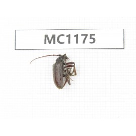 Cerambycidae sp. China, Tibet, Linzhi, Bomi county. 1Pcs. MC1175.