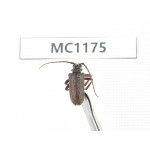 Cerambycidae sp. China, Tibet, Linzhi, Bomi county. 1Pcs. MC1175.